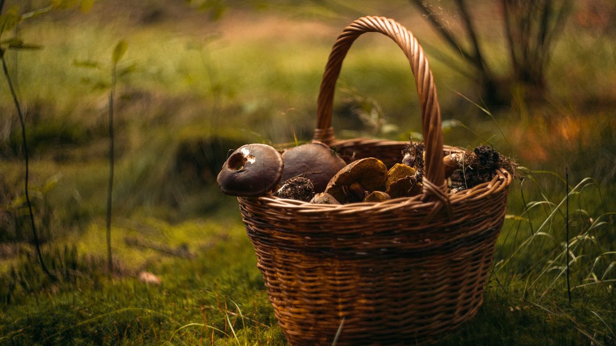 Pełnia Księżyca ma wpływ na grzyby? 