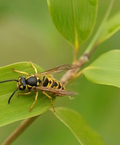 Nietypowy sposób na osy. Tak radzą sobie z nimi w Niemczech