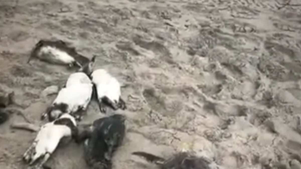 Pomad 730 martwych pingwinów na plażach w Sao Paulo