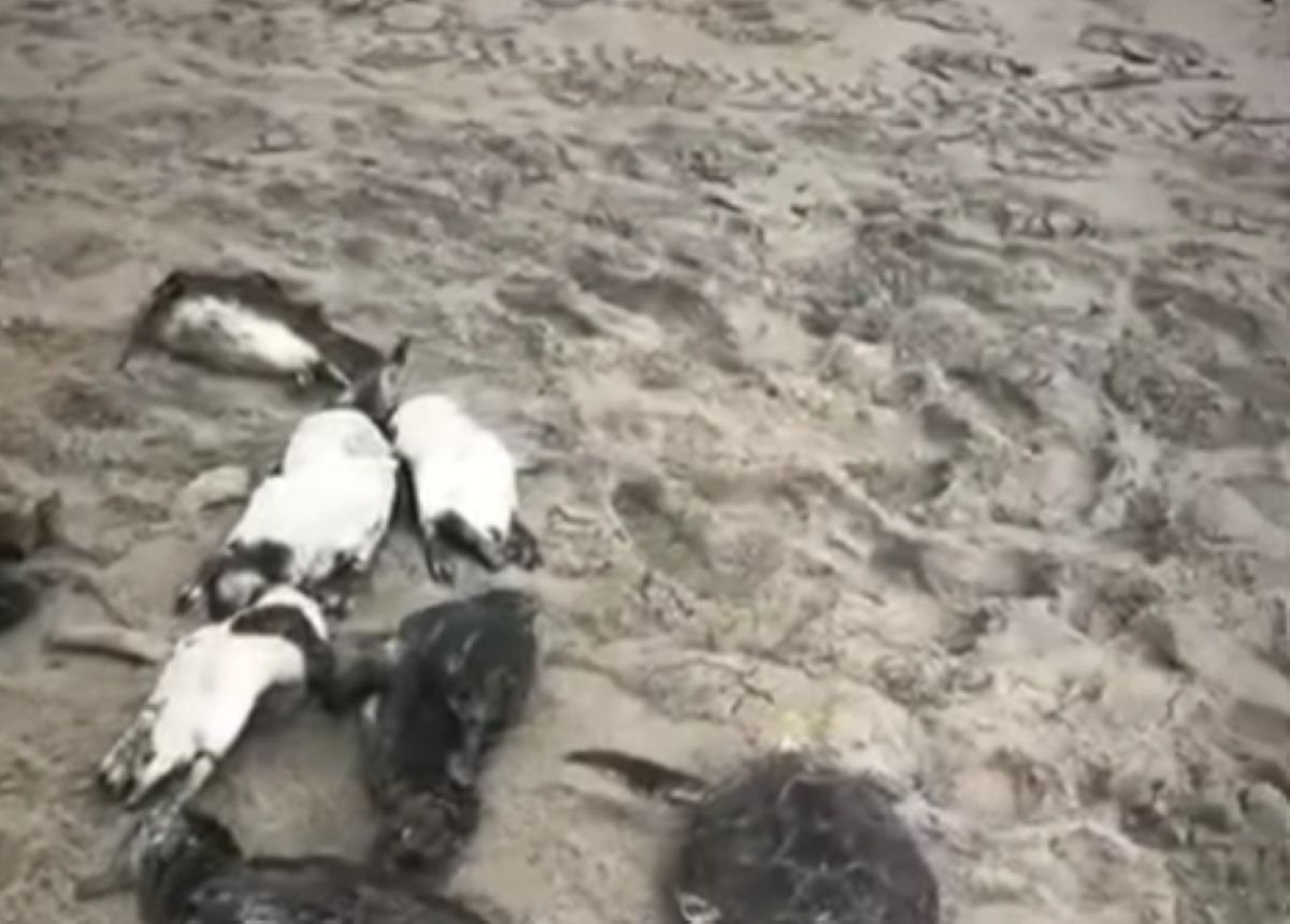 Ponad 730 martwych pingwinów na plaży. Biolodzy próbują rozwiązać zagadkę