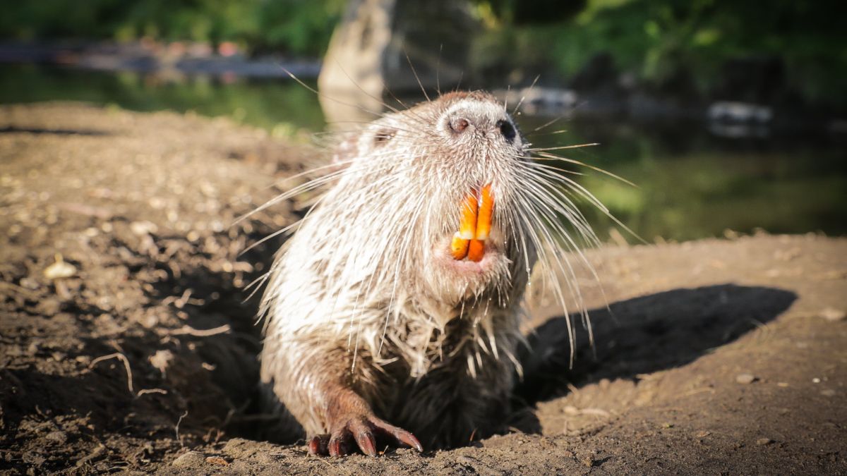 Rybnickie nutrie zostały oswojone przez mieszkańcóa miasta