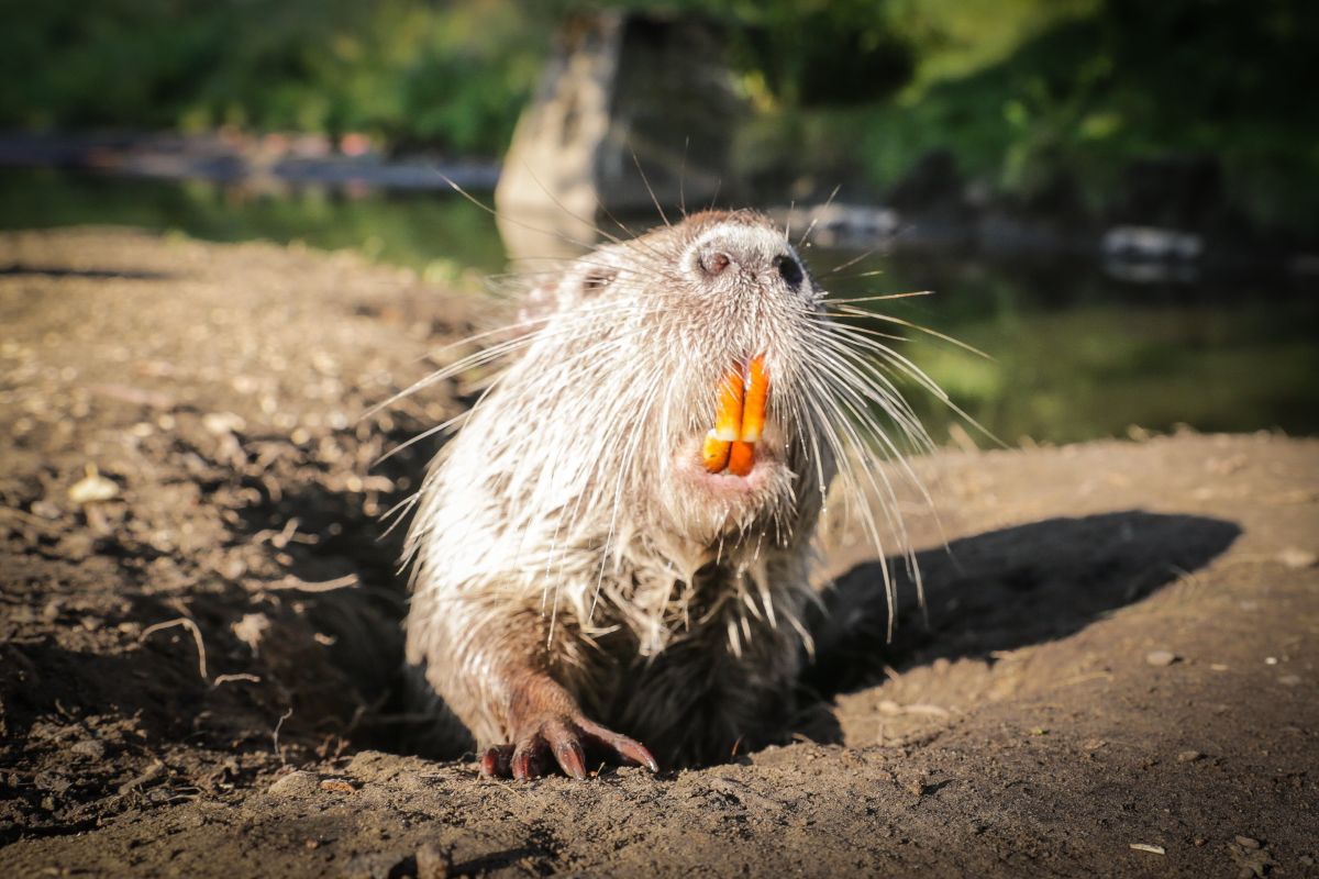 Rybnickie nutrie zostały oswojone przez mieszkańcóa miasta