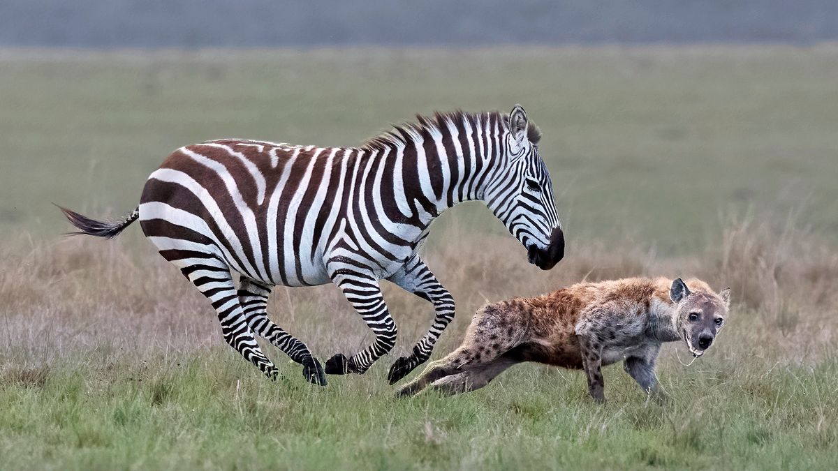 Zebra pogoniła hieny. Uciekały, gdzie pieprz rośnie 1