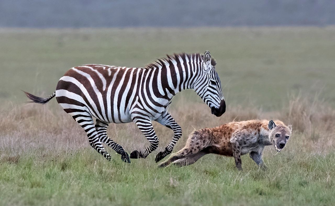 Zebra pogoniła hieny. Uciekały, gdzie pieprz rośnie