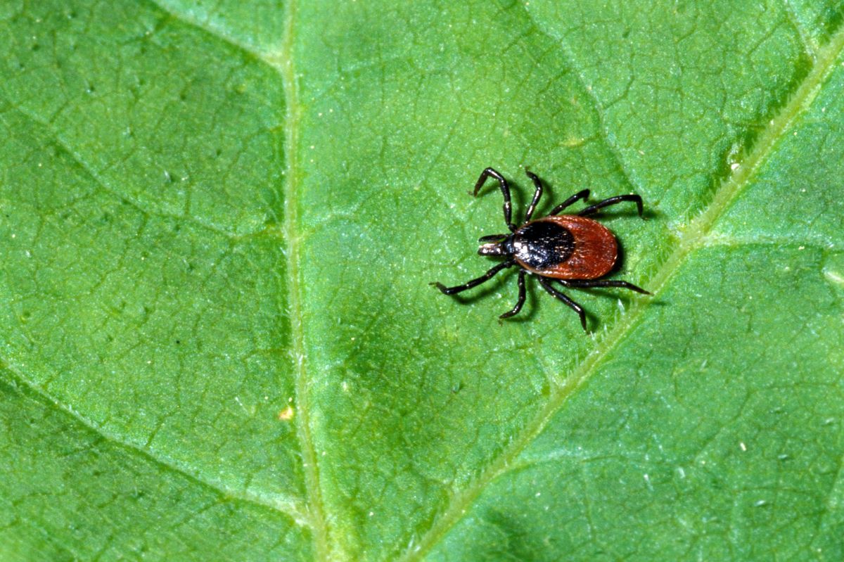 Ticks have their natural enemies, which are better not chased out of the garden.