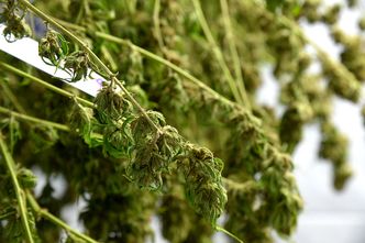 Produkują oleje z konopi. "Mylnie utożsamiane z marihuaną"