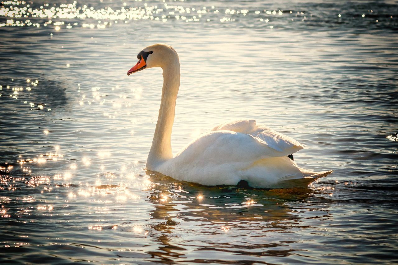Słupsk: Animal Patrol uratował łabędzia ze zranionym dziobem