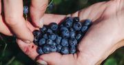 Sezon na jagody mocno się rozkręca. Tymczasem sanepid ostrzega przed groźną chorobą