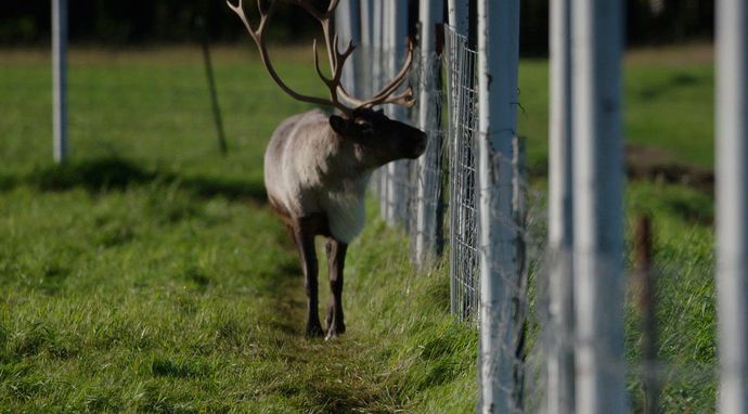 Weterynarz z powołania