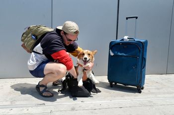 Nowe zasady podróży ze zwierzętami. UE zmienia przepisy