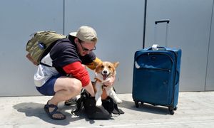Nowe zasady podróży ze zwierzętami. UE zmienia przepisy