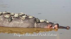 Opalanie na hipopotamie