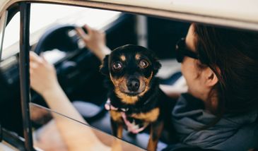 Jak przygotować czworonoga do podróży i co zabrać w drogę? 5 niezbędnych akcesoriów na trasie