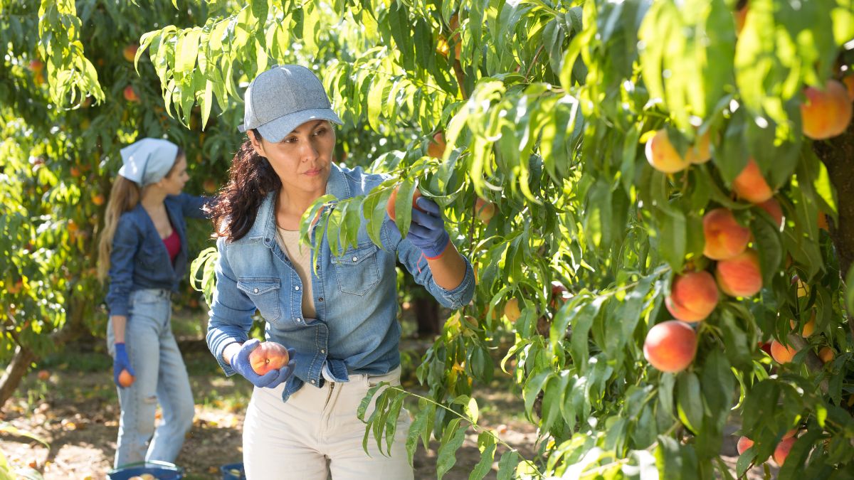 Miejski sad powstanie w Gdańsku - Pyszności