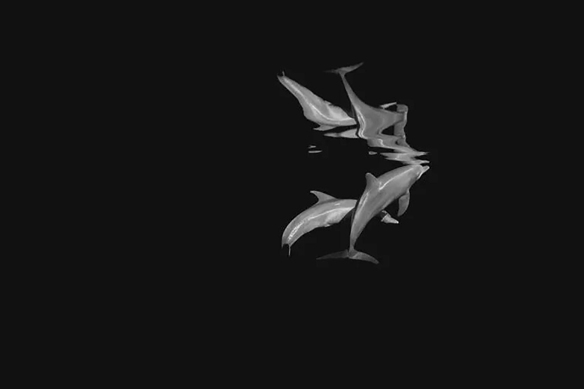 Fauna i flora
