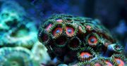Naukowcy ostrzegają przed poważnym wyzwaniem. Zagrożone są ekosystemy oceaniczne