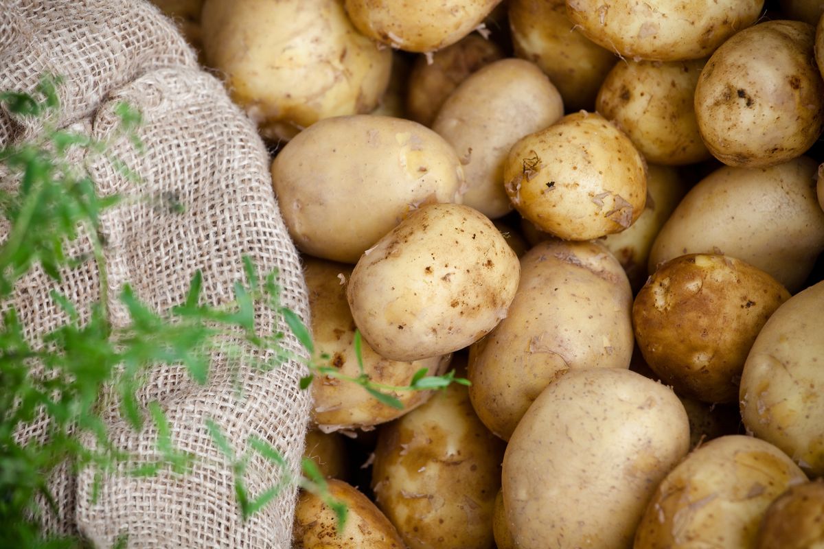 Jak wybrać ziemniaki na zimę i jak je przechowywać, by przetrwały kilka miesięcy 