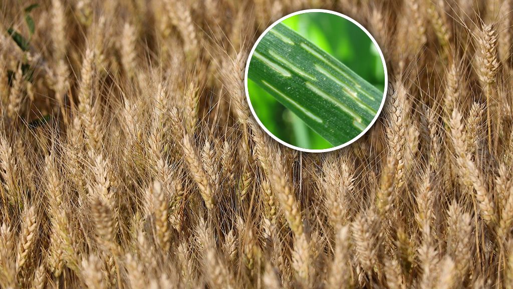 Niebezpieczny wirus zagraża uprawom