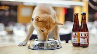 Piwo dla psa. Kupisz je w Sopocie