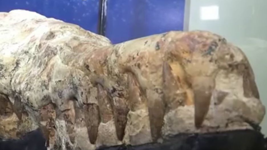 odkrycie dinozaur peru czaszka