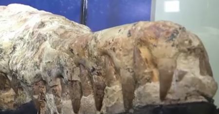 W Peru odnaleziono czaszkę. Paleontolog: "To był potwór morski"