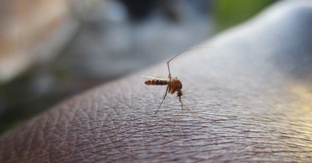 Komary: jak je odstraszyć? Naturalne sposoby