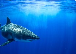 National Geographic Wild Atak rekina: pod lupą