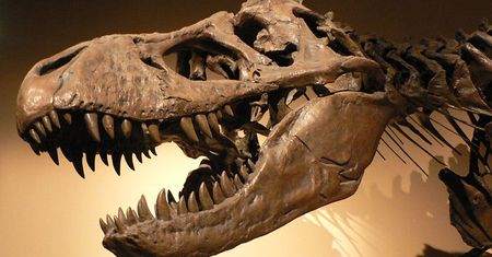 Naukowcy z Portugalii odkryli nieznanego dinozaura