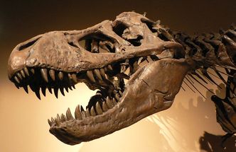 Naukowcy z Portugalii odkryli nieznanego dinozaura