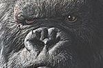 King Kong w Parku Jurajskim - zobacz zwiastun!