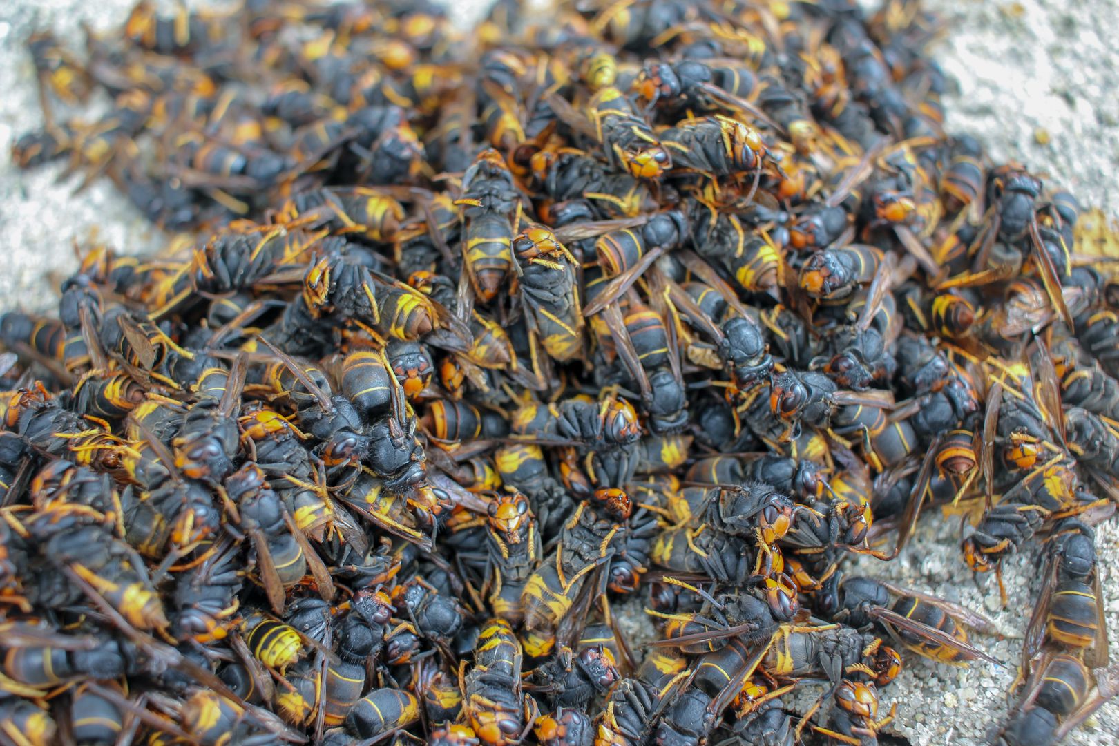 Vespa velutina - inwazyjny gatunek z rodziny osowatych 