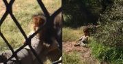 Przerażające nagranie powraca. Lew nagle zaatakował opiekuna