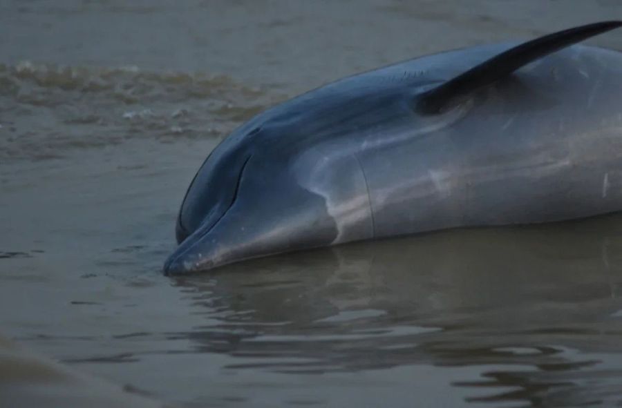 100 dead dolphins in a week. What is killing them?