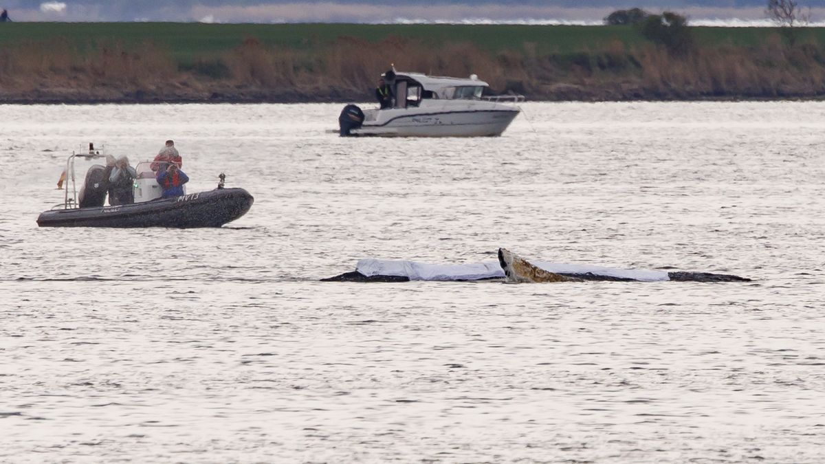 Rescuers Seek To Save Stranded Whale
WISMAR, GERMANY - APRIL 18: An inflatable boat approachs a stranded humpback whale off the island of Poel during efforts to save it on April 18, 2026 near Wismar, Germany. The whale, dubbed by locals with the name Timmy and/or Hope, has been intermittently stranded in the area for weeks, with authorities deeming its survival chances dimmer by the day. Rescuers, in a last ditch effort, are hoping to remove sand from below the whale and then transport the whale to the North Sea. (Photo by Morris MacMatzen/Getty Images)
Morris MacMatzen