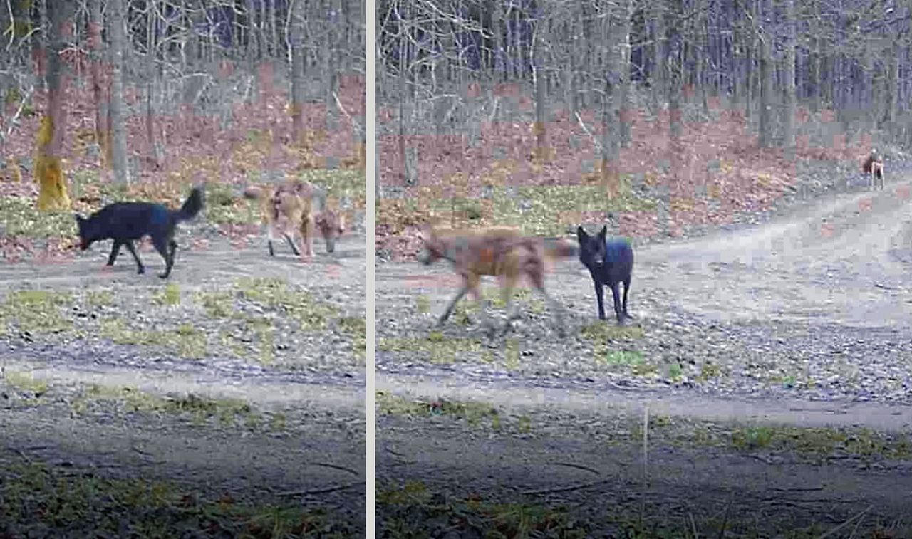 Hybryda na Warmii. Trwa obława