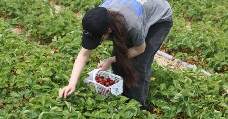 Zastąpi plantatorów? Wpuścili robota w truskawki, imponujące wyniki
