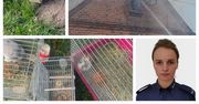 Kaznów-Kolonia: Policjantka uratowała zwierzęta z płonącego domu