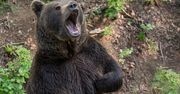 Dlaczego dochodzi do ataków niedźwiedzi? Ekspertka obala popularny mit