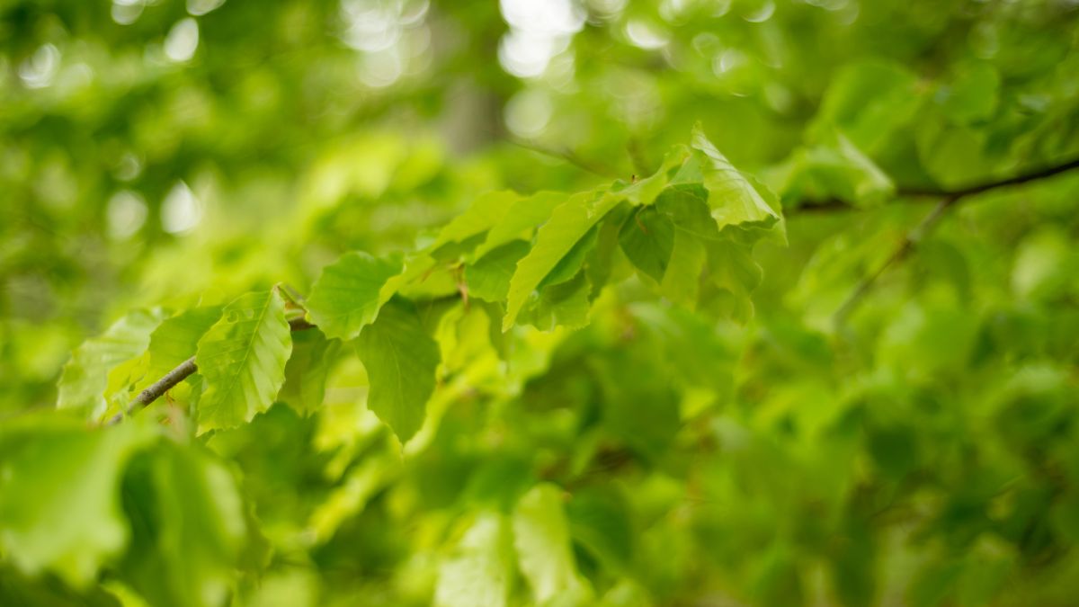Młode liście buku.
