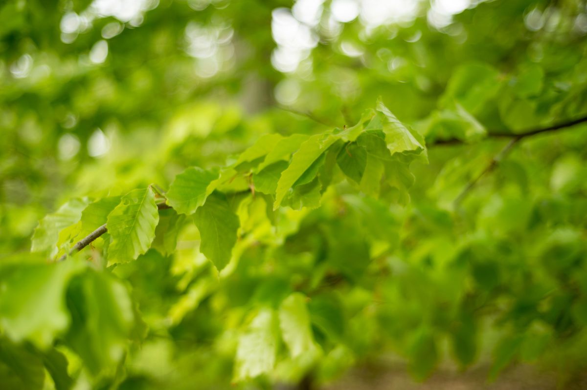 Young beech leaves.