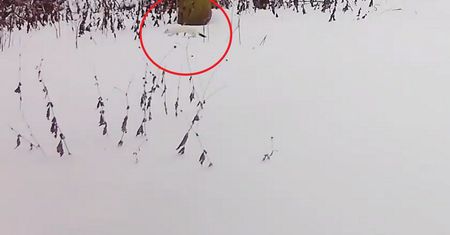Fotopułapka nagrała "leśnego duszka". Nawet leśnicy są pod wrażeniem