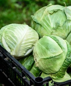 Zalewa nas kapusta z zagranicy. Niemcy zarobili ponad 16 mln zł