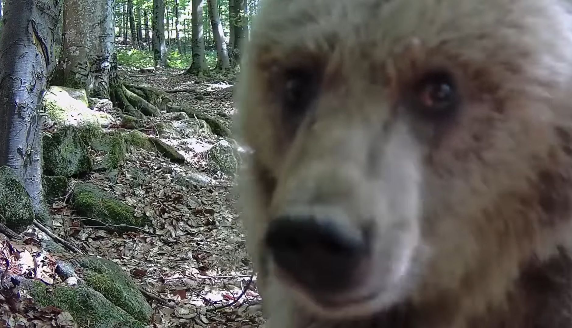 Niedźwiedź podszedł do fotopułapki. Zaskakująca reakcja