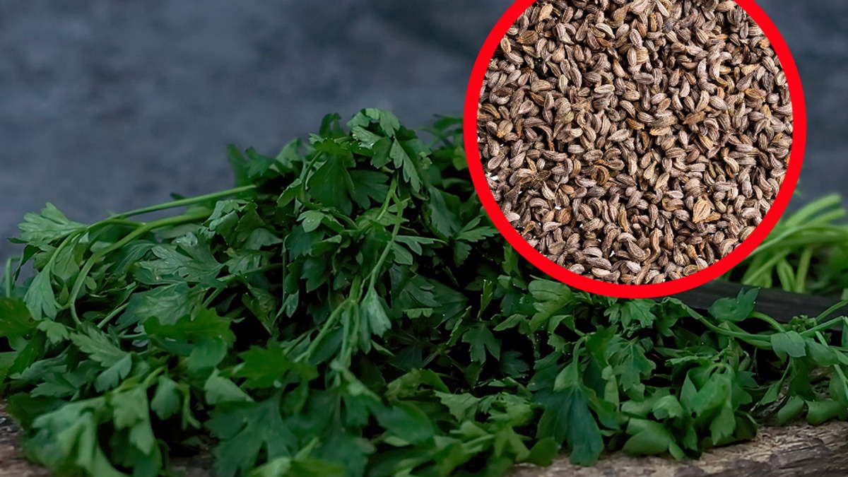 Jej nasiona są śmiertelną trucizną