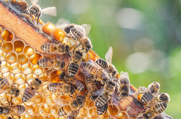 Uloterapia to przebywanie w otoczeniu pszczół.