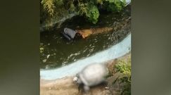 Ogromny krokodyl zaatakował turystę. Szokujące nagranie z Filipin