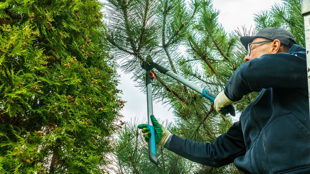 scissors, prune, trunk, pine, pruning, trim, elderly man working, elderly man, mature man, aluminium stairs, aluminium, metal stairs, stair, elderly, pine branch, pine tree, wooden, cutout, metal, steel, gardening, clippers, cutter, blade, woodcutter, male, work, wood, trimming tree, trimming, pine branches, branch, gardener, equipment, tool, hand, shears, cut, mature, forest, tree, nature, green, park, person, trees, garden, man
