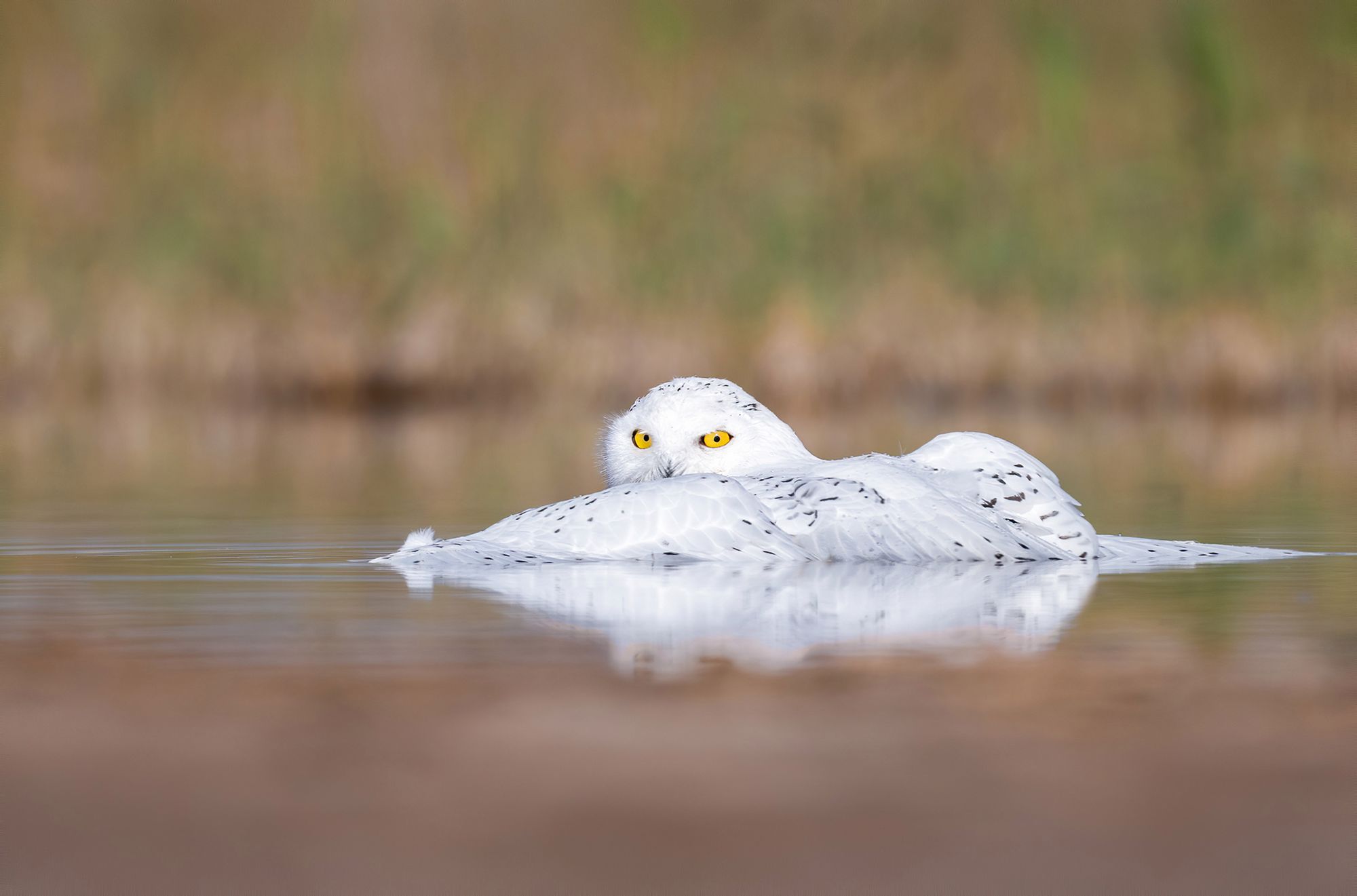 Rzadka sowa śnieżna widziana w Kuwejcie. Wygląda majestatycznie! 4
