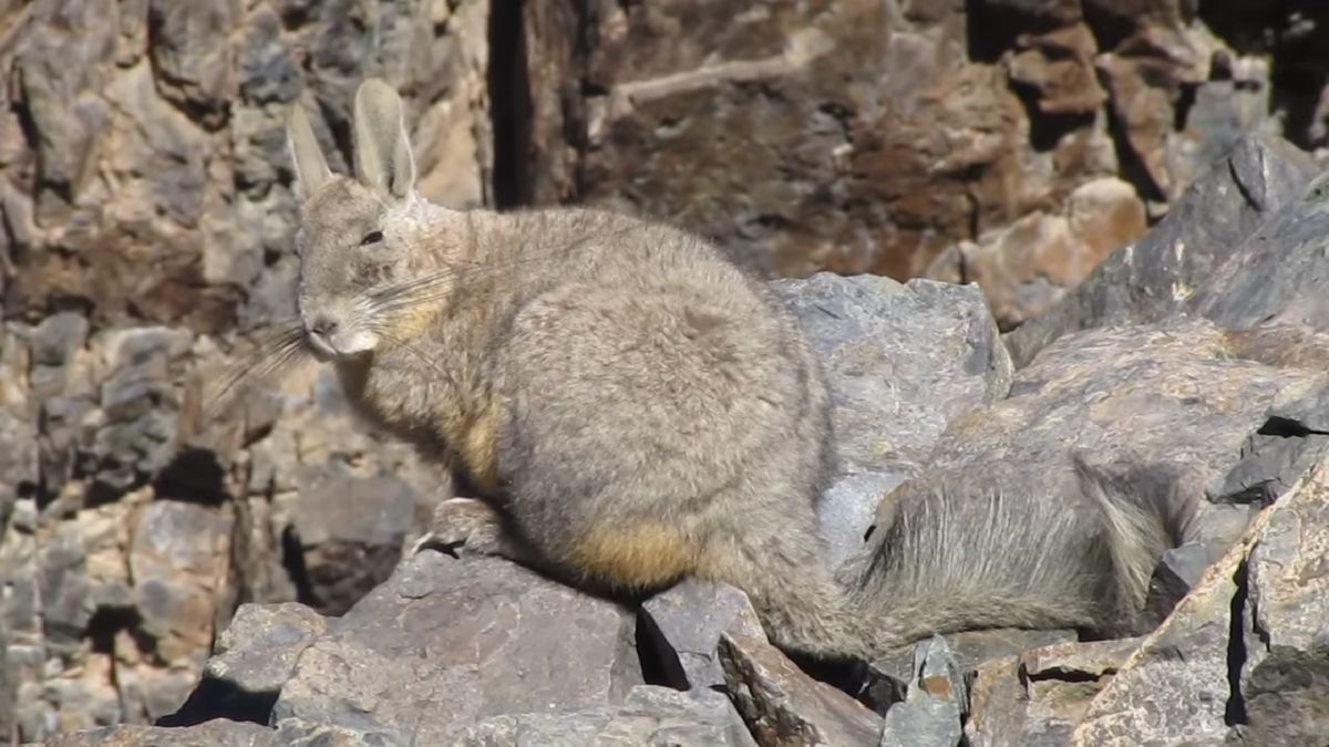 Zdjęcie wiecznie zmęczonego zwierzątka hitem sieci. Ludzie się z nim utożsamiają 1