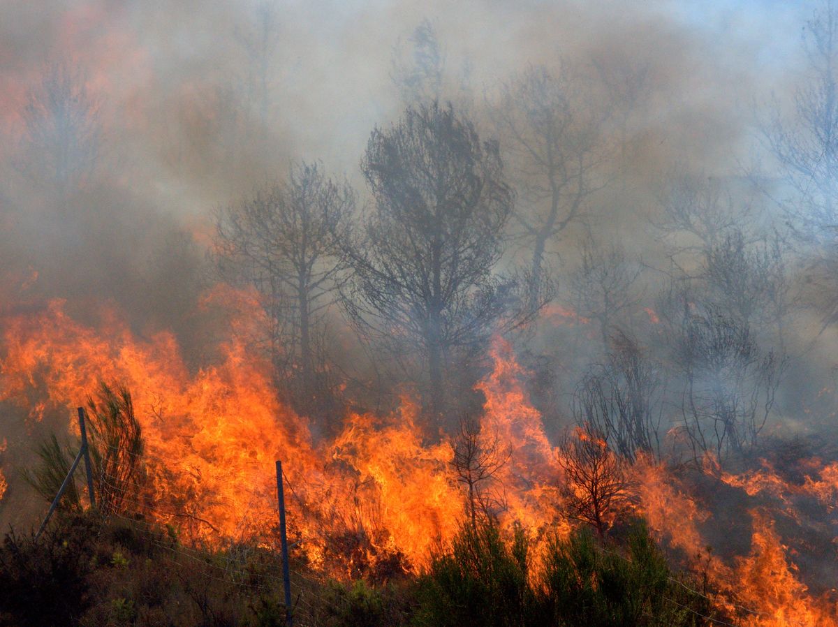 Groźny pożar lasu w Polsce. Strażacy walczą z ogniem. Zdjęcie ilustracyjne 